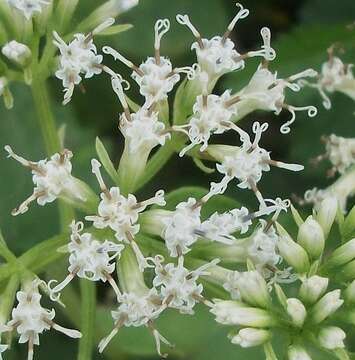 Image of Mikania natalensis DC.