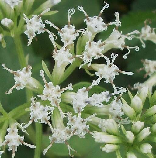 Mikania natalensis DC. resmi