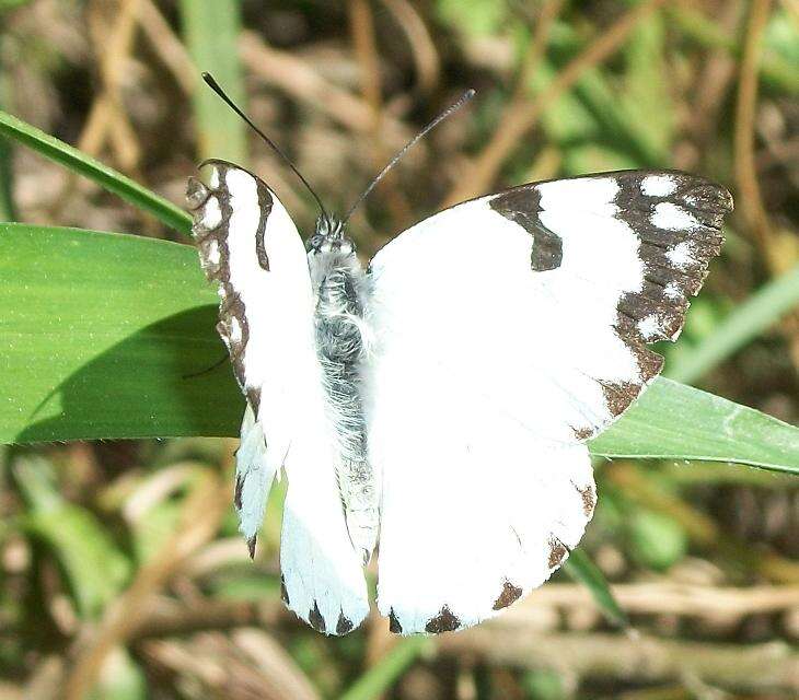 Image of Belenois zochalia (Boisduval 1836)