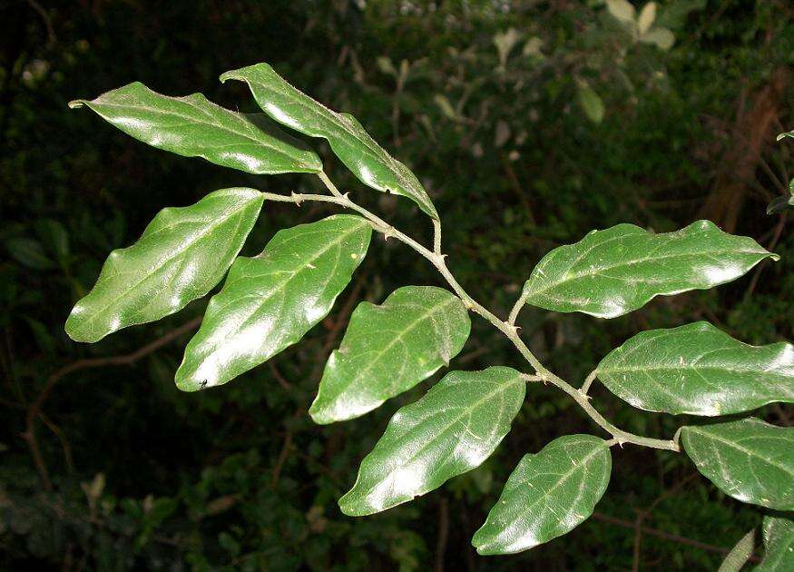 Image de Capparis fascicularis DC.