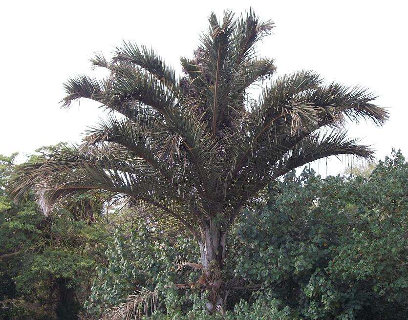 Image of Giant Palm