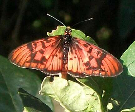 Image of Acraea petraea Boisduval 1847