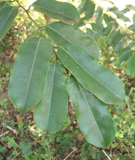 Image of Margaritaria discoidea (Baill.) G. L. Webster