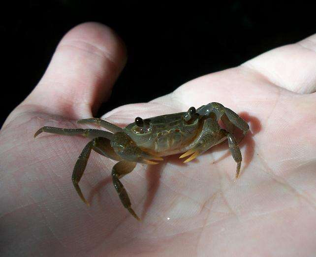 Image of Natal River Crab