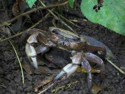 Image of Natal River Crab