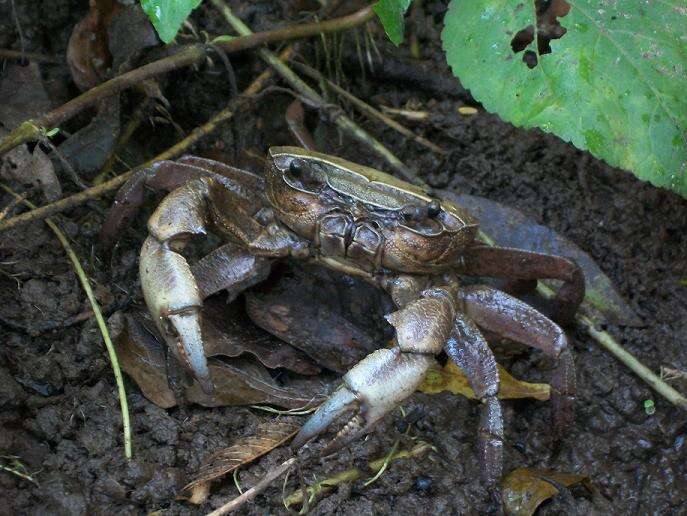 Image of Natal River Crab