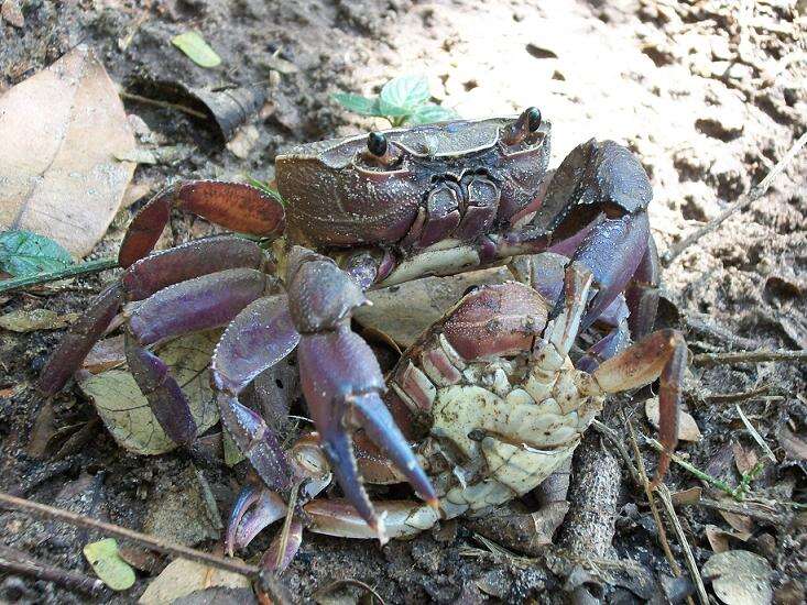 Image of Natal River Crab