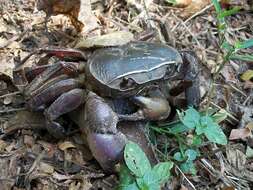 Image of Natal River Crab