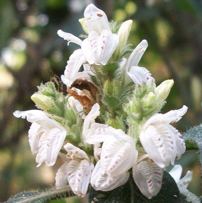 Image of Forest buckweed