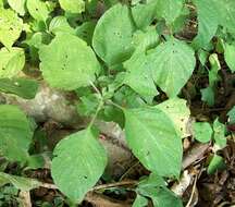 Image of Forest buckweed