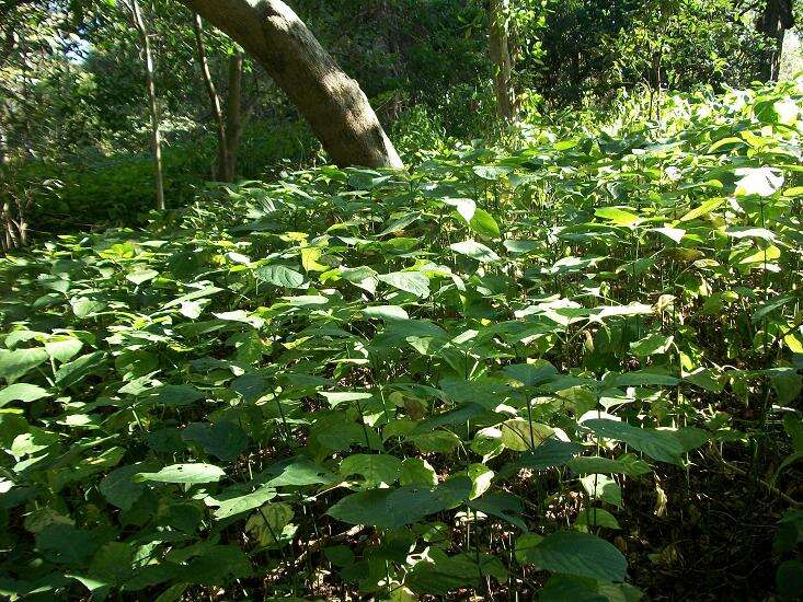 Image of Forest buckweed