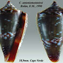 Image of Conus antoniomonteiroi Rolán 1990