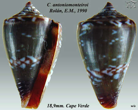 Image of Conus antoniomonteiroi Rolán 1990