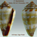 Image de Conus boavistensis Rolán & F. Fernandes 1990