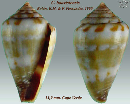 Image of Conus boavistensis Rolán & F. Fernandes 1990