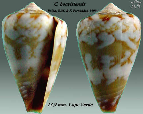 Image of Conus boavistensis Rolán & F. Fernandes 1990