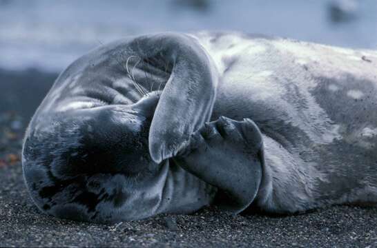 Image of Weddell seal