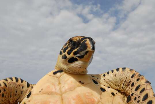 Image of Eretmochelys