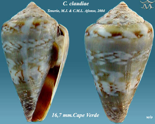 Image of Conus galeao Rolán 1990