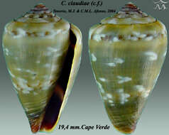 Image of Conus galeao Rolán 1990