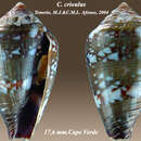 Image of Conus maioensis Trovão, Rolán & Félix-Alves 1990