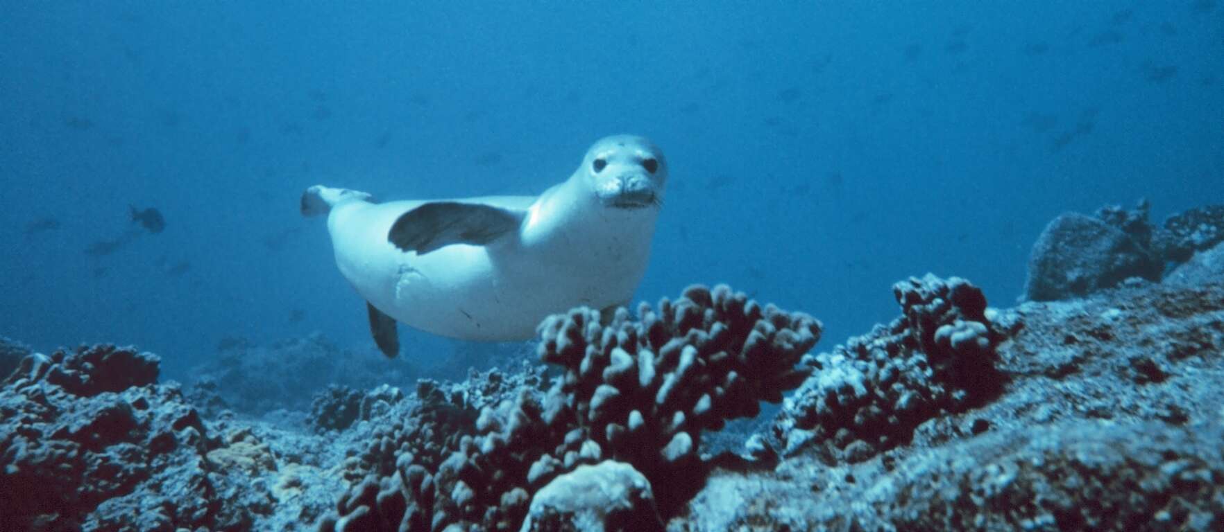 Image of Hawaiian Monk Seal