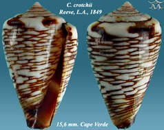 Image of Conus crotchii