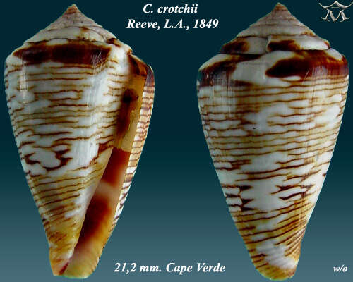 Image of Conus crotchii