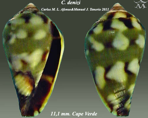 Image of Conus denizi (Afonso & Tenorio 2011)