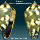 Image of Conus denizi (Afonso & Tenorio 2011)