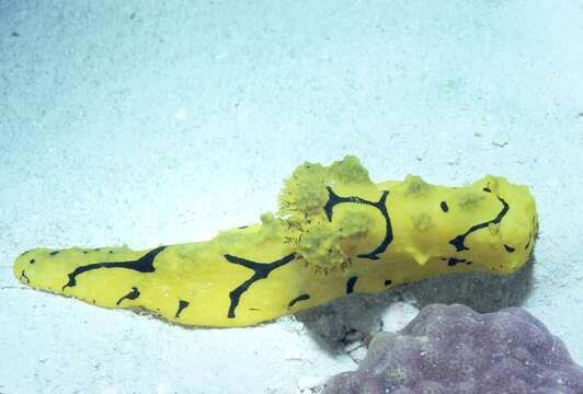 Image of Giant yellow nudibranch