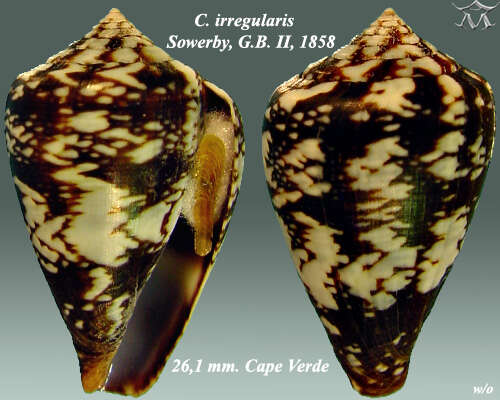 Image of Conus irregularis