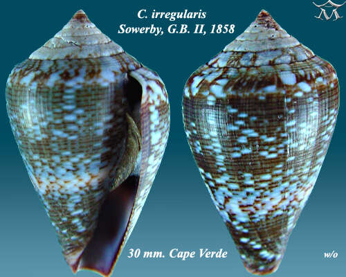 Image of Conus irregularis