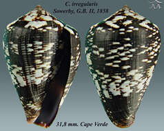 Image of Conus irregularis