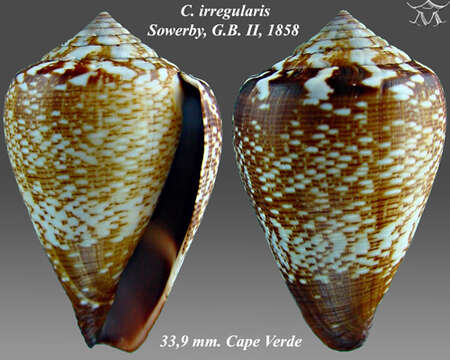 Image of Conus irregularis