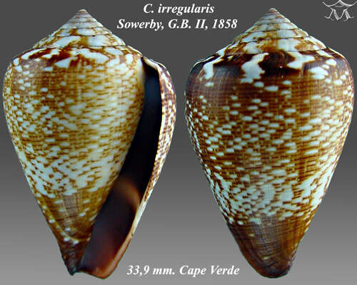 Image of Conus irregularis