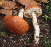 Image of Leccinum albostipitatum den Bakker & Noordel. 2005