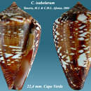 Image of Conus isabelarum Tenorio & Afonso 2004