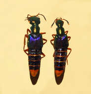 Image of Actinus imperialis Fauvel 1878