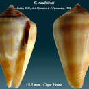 Image of Conus raulsilvai Rolán, Monteiro & C. Fernandes 1998