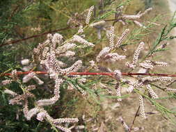 Image of African tamarisk