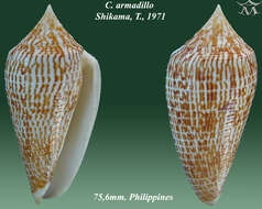 Image of Conus armadillo Shikama 1971