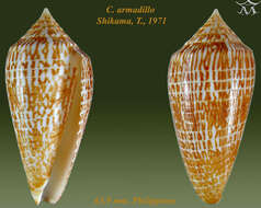 Image of Conus armadillo Shikama 1971