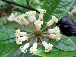 Pittosporum rubiginosum subsp. wingii (F. Müll.) R. C. Cooper resmi