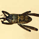 Image of Arachnobas sectator Setliff 2007