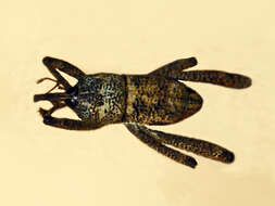 Image of Arachnobas sectator Setliff 2007