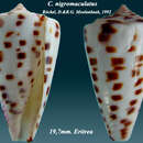 Image of Conus nigromaculatus Röckel & Moolenbeek 1992