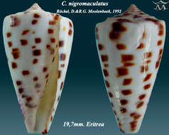 Image of Conus nigromaculatus Röckel & Moolenbeek 1992