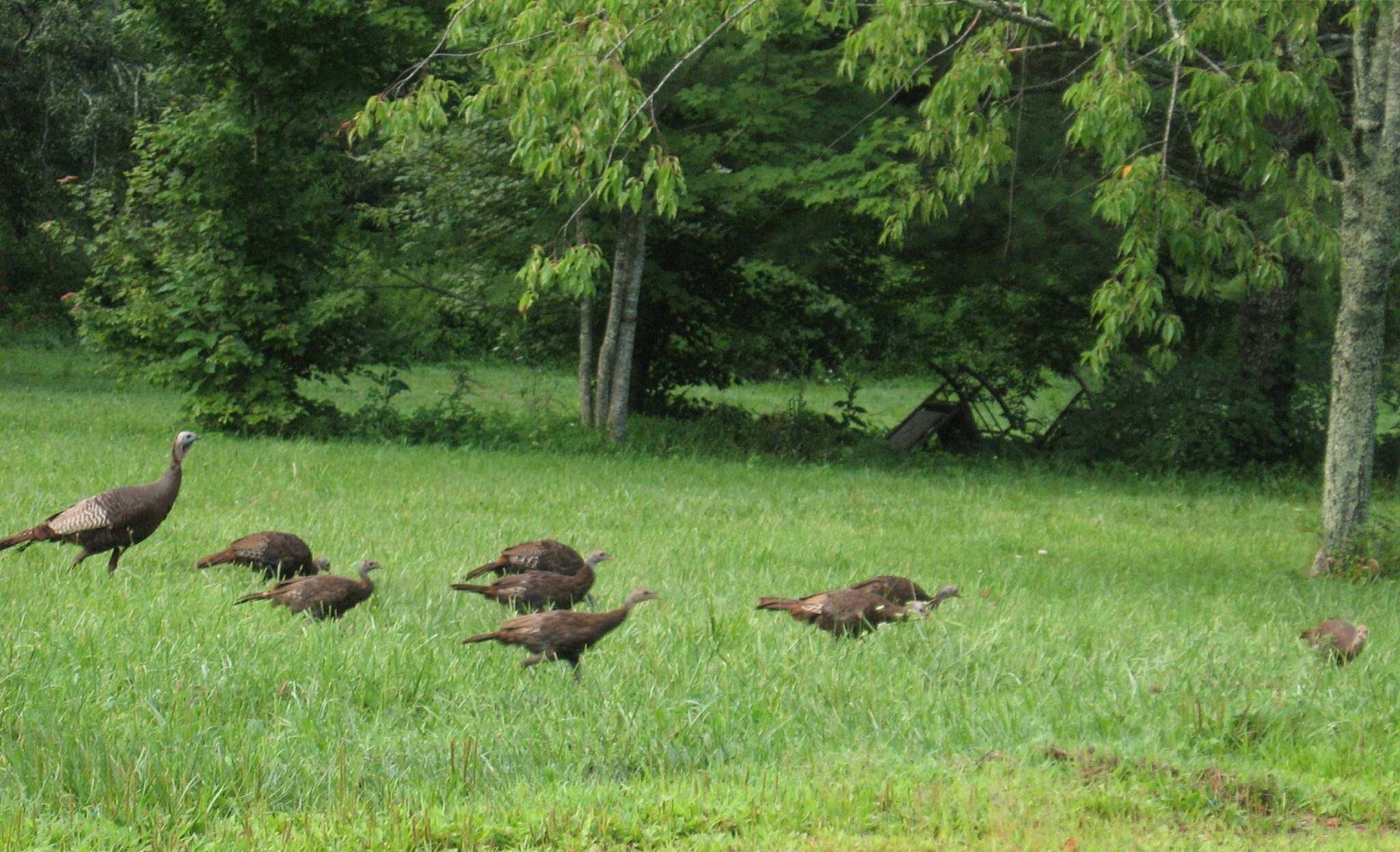 Imagem de Meleagris gallopavo Linnaeus 1758