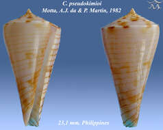 Image of Conasprella pseudokimioi (da Motta & R. Martin 1982)